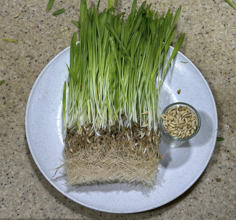 barley fodder